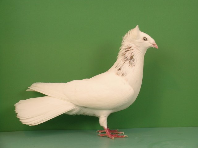 HSS Köln 2007